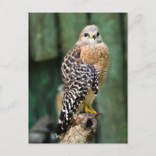 Hawk Postcard