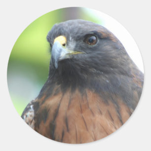 Hawk stickers