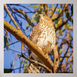 Hawk Wall Art   Wildlife Raptor Photo Print