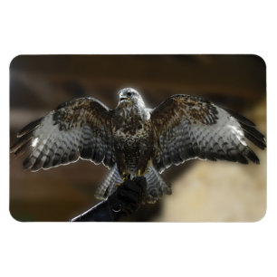 Hawk with Wings Out Exmoor Owl &Wildlife Sanctuary Magnet