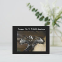 Hawk with Wings Out Exmoor Wildlife Sanctuary