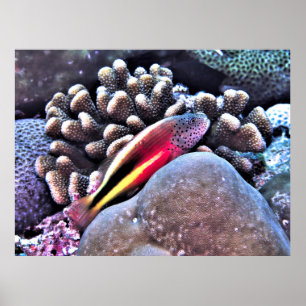 Hawkfish on Coral Poster