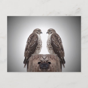 Hawks on a post postcard