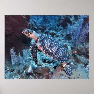 Hawksbill Blending In Poster