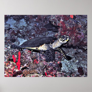 Hawksbill in the Maldives Poster