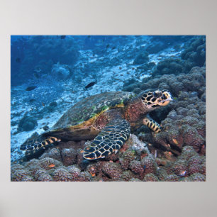 Hawksbill of Raja Ampat Poster