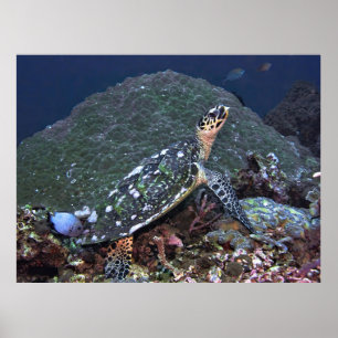 Hawksbill on the Reef Poster