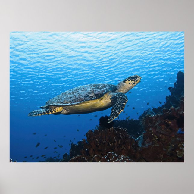 Hawksbill Passing By Poster (Front)