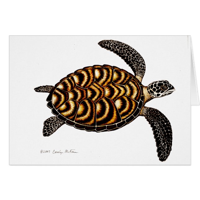 Hawksbill Sea Turtle Card (Front Horizontal)