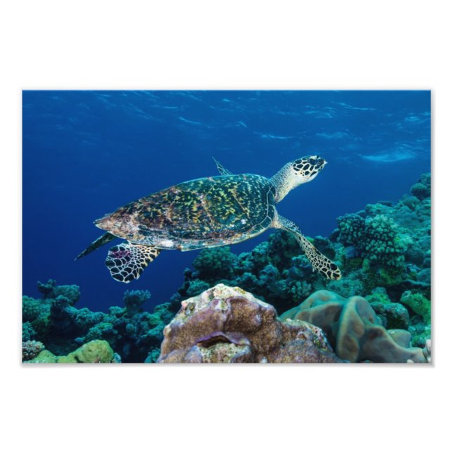 Hawksbill Sea Turtle Photo Print (Front)