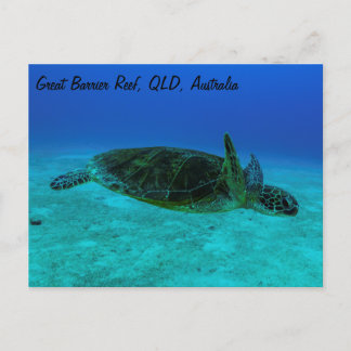 Hawksbill Sea Turtle Postcard