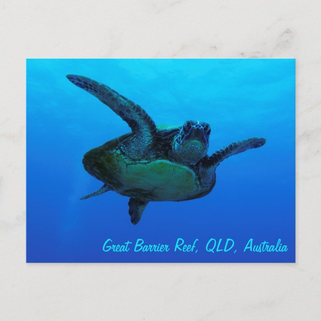 Hawksbill Sea Turtle Postcard (Front)