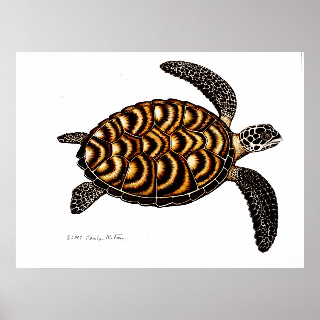 Hawksbill Sea Turtle Poster (Front)