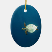Hawksbill sea turtle swimming underwater