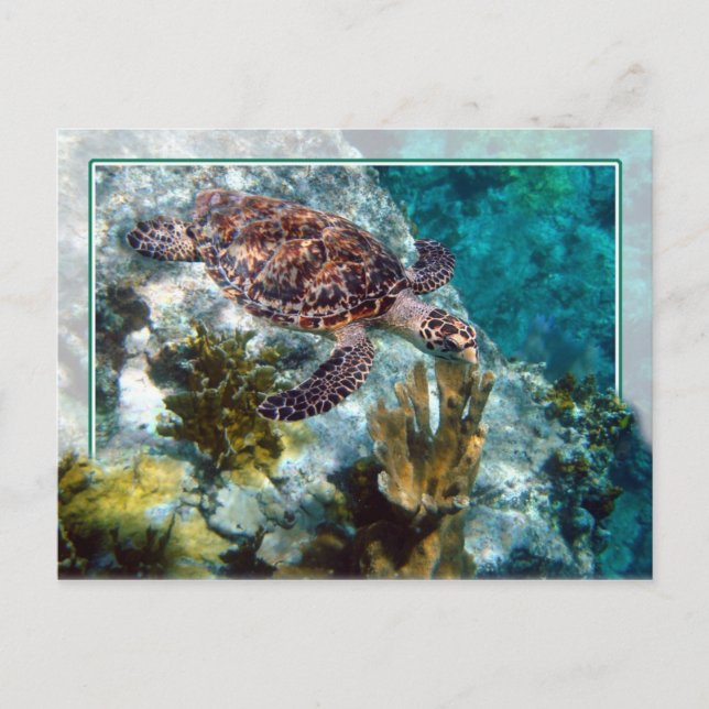 Hawksbill Sea Turtle, US Virgin Islands Postcard (Front)