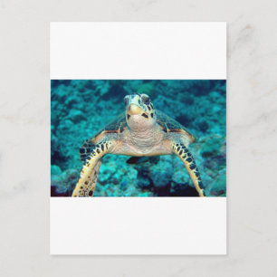 Hawksbill Turtle Postcard