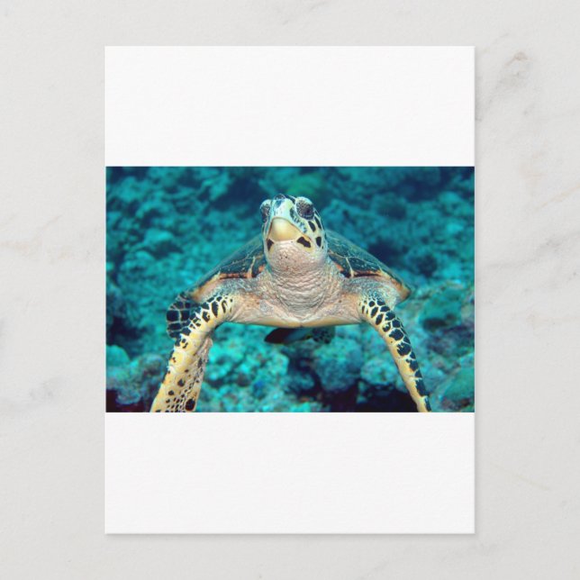 Hawksbill Turtle Postcard (Front)