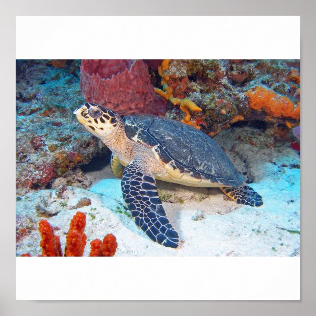 Hawksbill turtle poster (Front)
