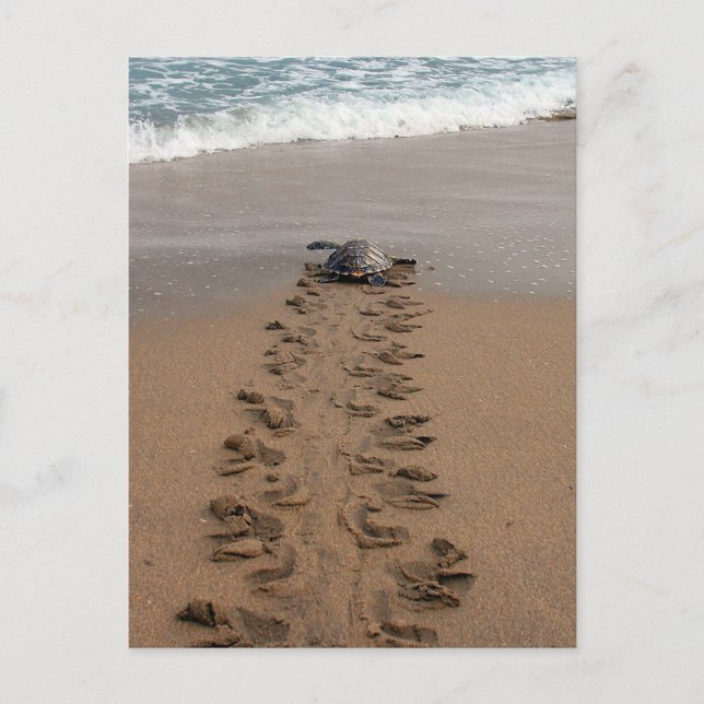 Hawksbill Turtle Trek postcard (Front)