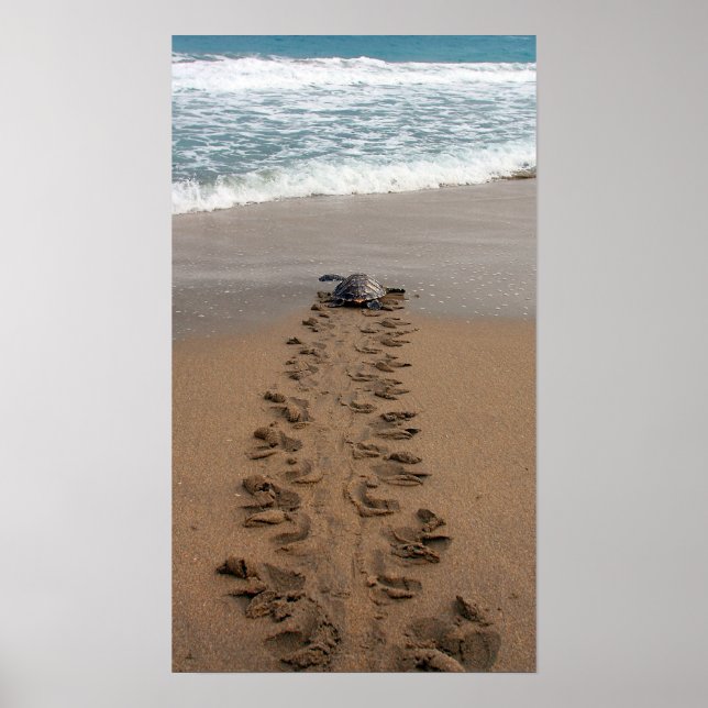 Hawksbill Turtle Trek print (Front)