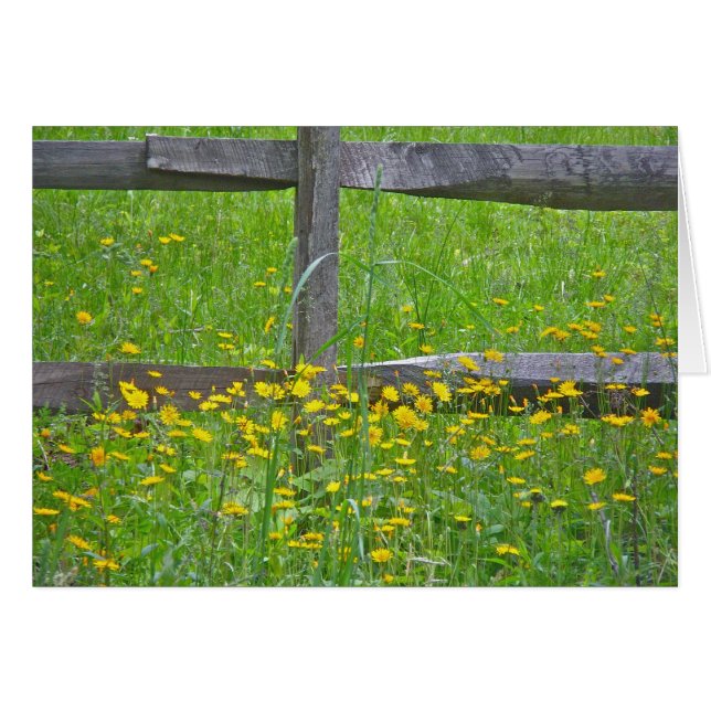 Hawkweed at Split Rail Fence Matching Items (Front Horizontal)