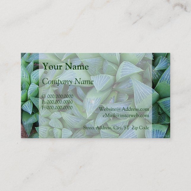 Haworthia Succulent Plant Business Cards (Front)