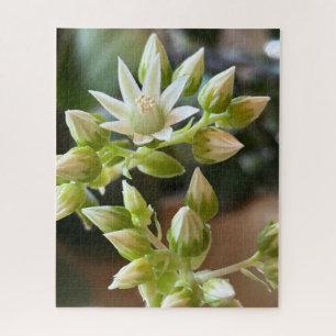 Haworth's Aeonium Flowers Close-Up Photograph Jigsaw Puzzle