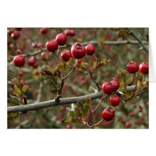 Hawthorn Berries Card