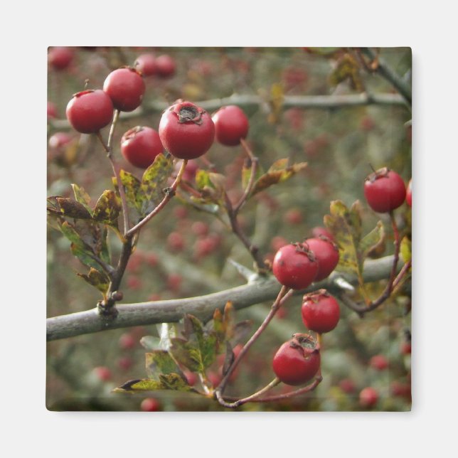Hawthorn Berries Magnet (Front)