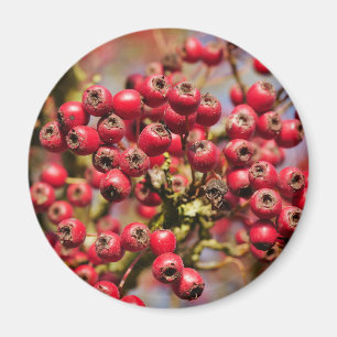 Hawthorn Berries Magnet