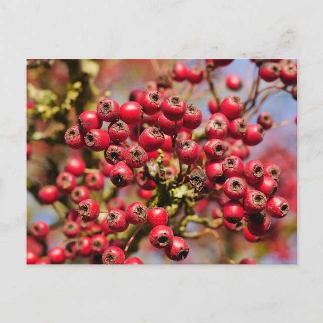 Hawthorn Berries Postcard (Front)