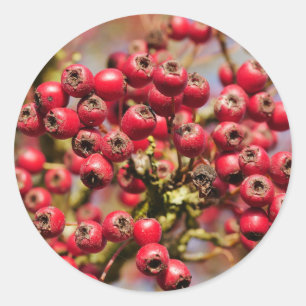 Hawthorn Berries Sticker
