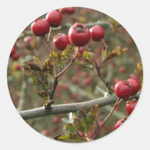 Hawthorn Berries Stickers