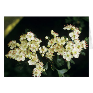 Hawthorn Blossom