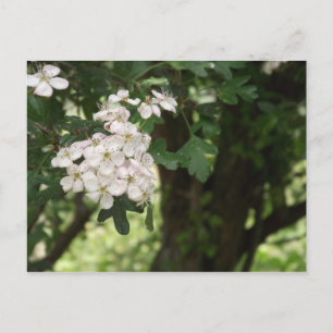 Hawthorn Blossom Postcard
