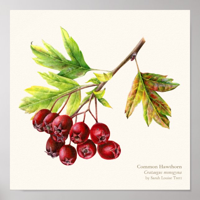 Hawthorn botanical fine art poster print (Front)