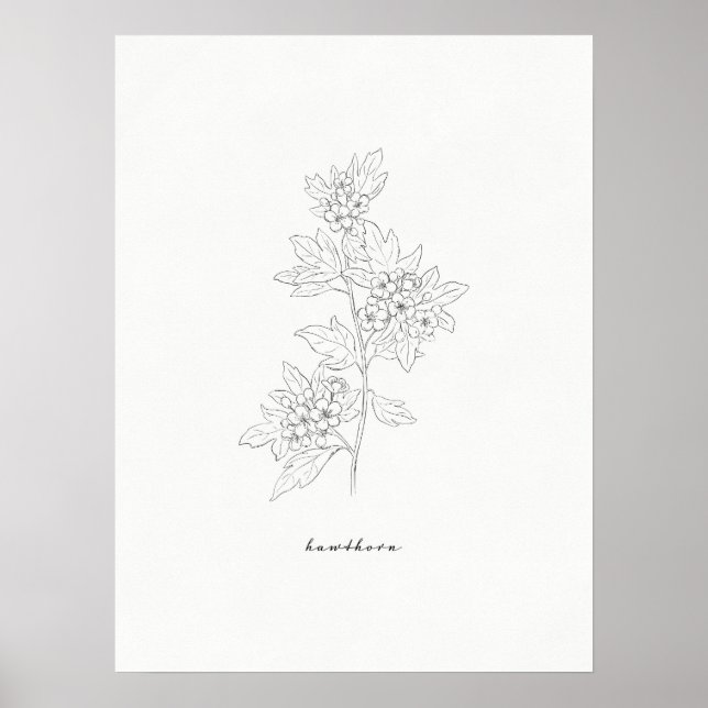 Hawthorn Flower Line Art Print (Front)