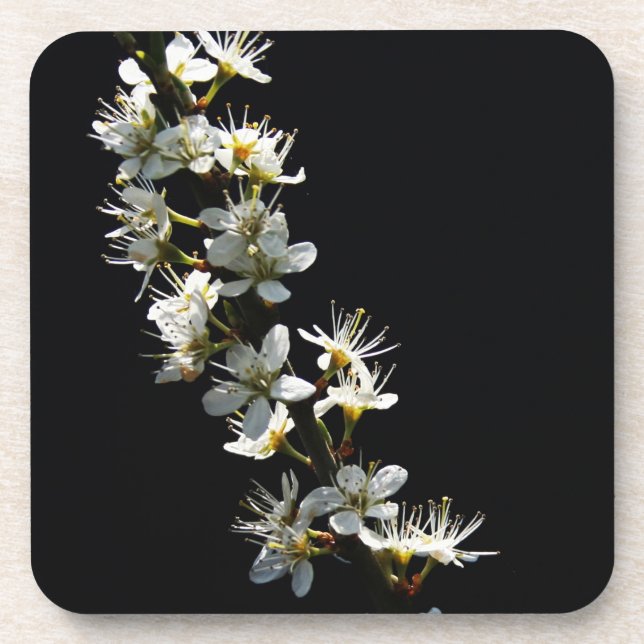 Hawthorn Flowers coastercna Coaster (Front)