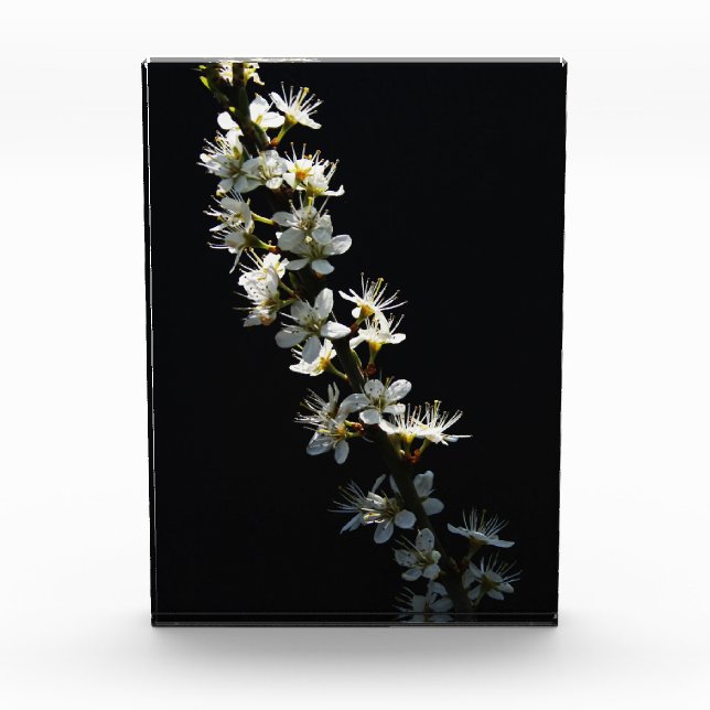 Hawthorn Flowers pbcnm Photo Block (Front)