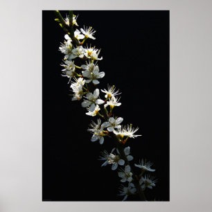 Hawthorn Flowers wapcn Poster