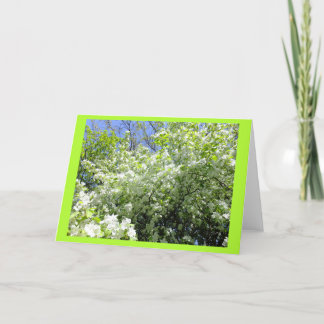 Hawthorn Tree in Flower Blank Note Card