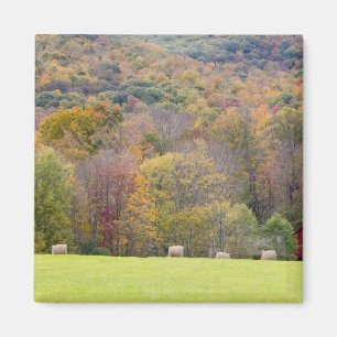 Hay bales and fall foliage, on a farm in magnet