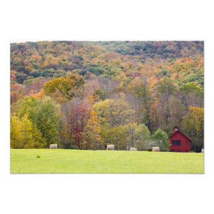 Hay bales and fall foliage, on a farm in photo print
