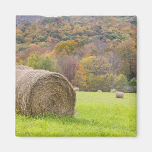 Hay bales and fall foliage on farm, magnet