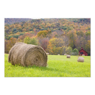 Hay bales and fall foliage on farm, photo print