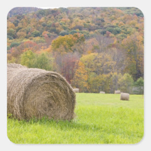 Hay bales and fall foliage on farm, square sticker
