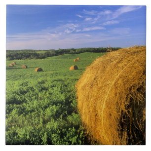 Hay Bales near Bottineau North Dakota Ceramic Tile