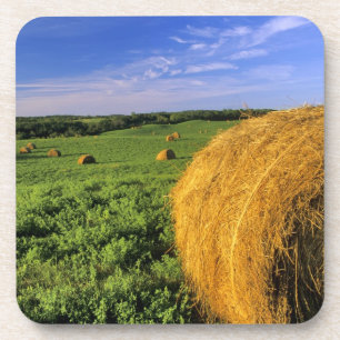 Hay Bales near Bottineau North Dakota Coaster