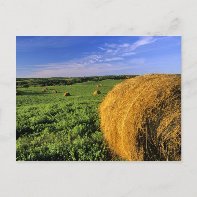 Hay Bales near Bottineau North Dakota Postcard (Front)