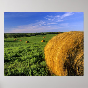 Hay Bales near Bottineau North Dakota Poster